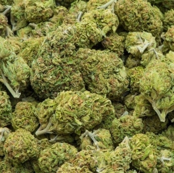 Medicinal Cannabis: More than a high